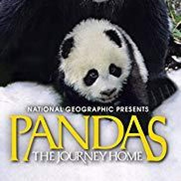 Pandas: The Journey Home with baby panda above title